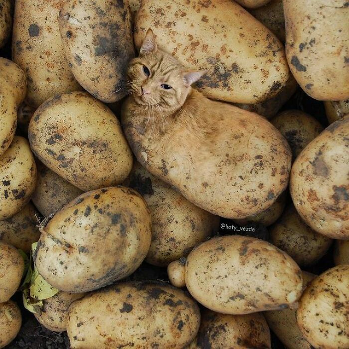 Person Shows What Everything Would Look Like If It Had A Cat’s Face And The Result Is Funny Yet Disturbing (98 New Pics) Person Shows What Everything Would Look Like If It Had A Cat’s Face And The Result Is Funny Yet Disturbing (98 New Pics)