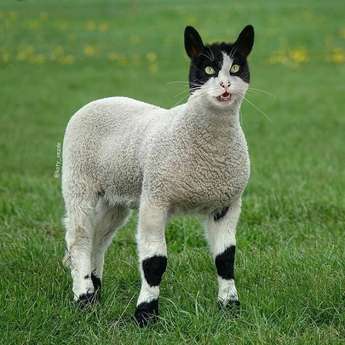 Person Shows What Everything Would Look Like If It Had A Cat’s Face And The Result Is Funny Yet Disturbing (98 New Pics) Person Shows What Everything Would Look Like If It Had A Cat’s Face And The Result Is Funny Yet Disturbing (98 New Pics)