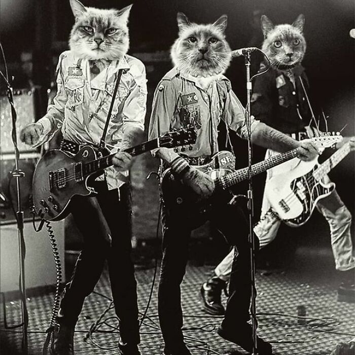 Person Shows What Everything Would Look Like If It Had A Cat’s Face And The Result Is Funny Yet Disturbing (98 New Pics)