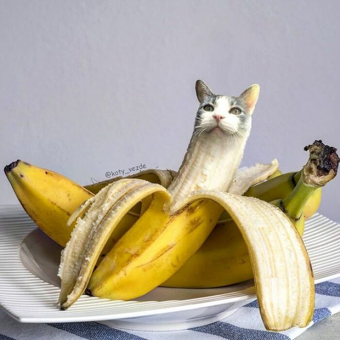 Person Shows What Everything Would Look Like If It Had A Cat’s Face And The Result Is Funny Yet Disturbing (98 New Pics)