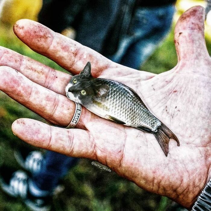 Person Shows What Everything Would Look Like If It Had A Cat’s Face And The Result Is Funny Yet Disturbing (98 New Pics)