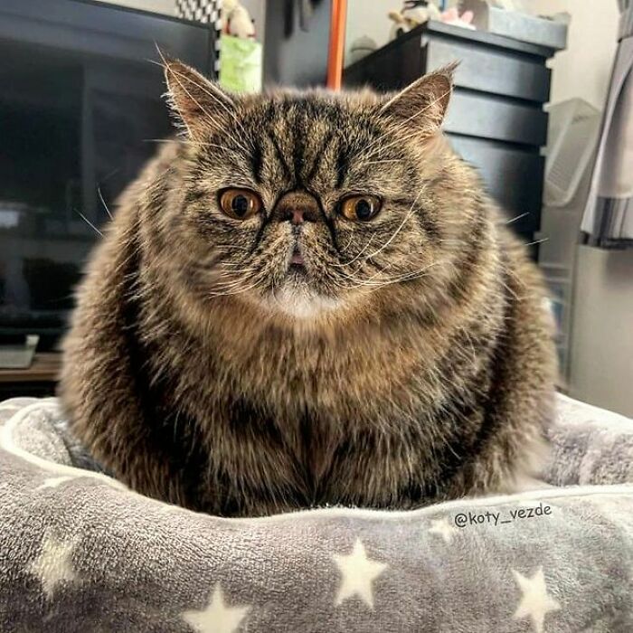 Person Shows What Everything Would Look Like If It Had A Cat’s Face And The Result Is Funny Yet Disturbing (98 New Pics) Person Shows What Everything Would Look Like If It Had A Cat’s Face And The Result Is Funny Yet Disturbing (98 New Pics)