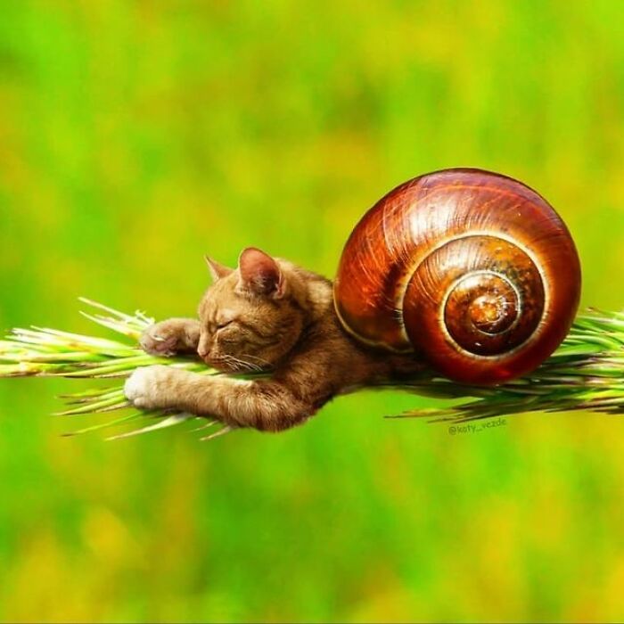 Person Shows What Everything Would Look Like If It Had A Cat’s Face And The Result Is Funny Yet Disturbing (98 New Pics)