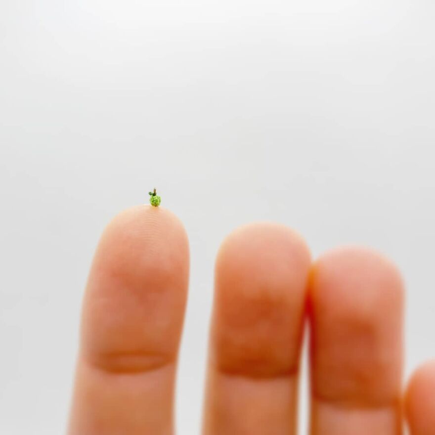 This Artist Started Micro Crocheting As An Experiment, And Now She Creates Tiny Animals And Plants Using Needle And Thread (70 Pics) This Artist Started Micro Crocheting As An Experiment, And Now She Creates Tiny Animals And Plants Using Needle And Thread (70 Pics)