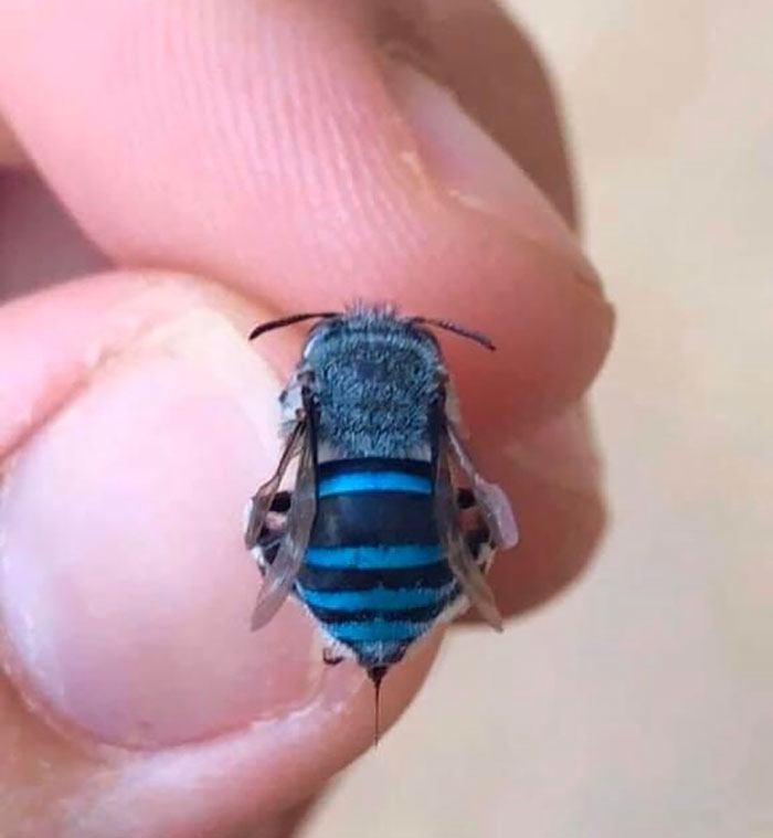 Bugs Are Truly Spectacular And Here Are 40 Pics To Prove That Bugs Are Truly Spectacular And Here Are 40 Pics To Prove That