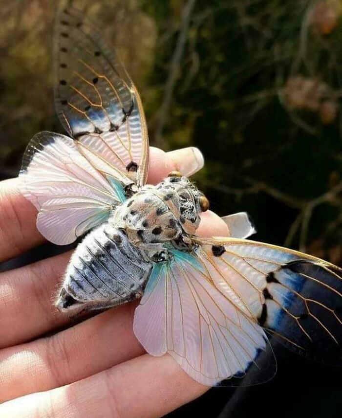Bugs Are Truly Spectacular And Here Are 40 Pics To Prove That Bugs Are Truly Spectacular And Here Are 40 Pics To Prove That