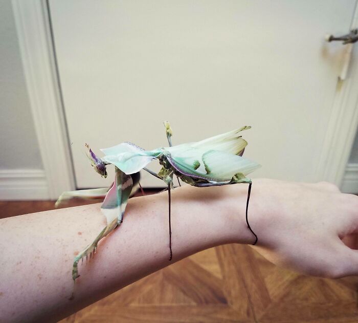 Bugs Are Truly Spectacular And Here Are 40 Pics To Prove That Bugs Are Truly Spectacular And Here Are 40 Pics To Prove That