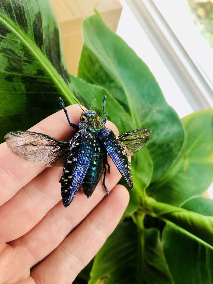 Bugs Are Truly Spectacular And Here Are 40 Pics To Prove That Bugs Are Truly Spectacular And Here Are 40 Pics To Prove That