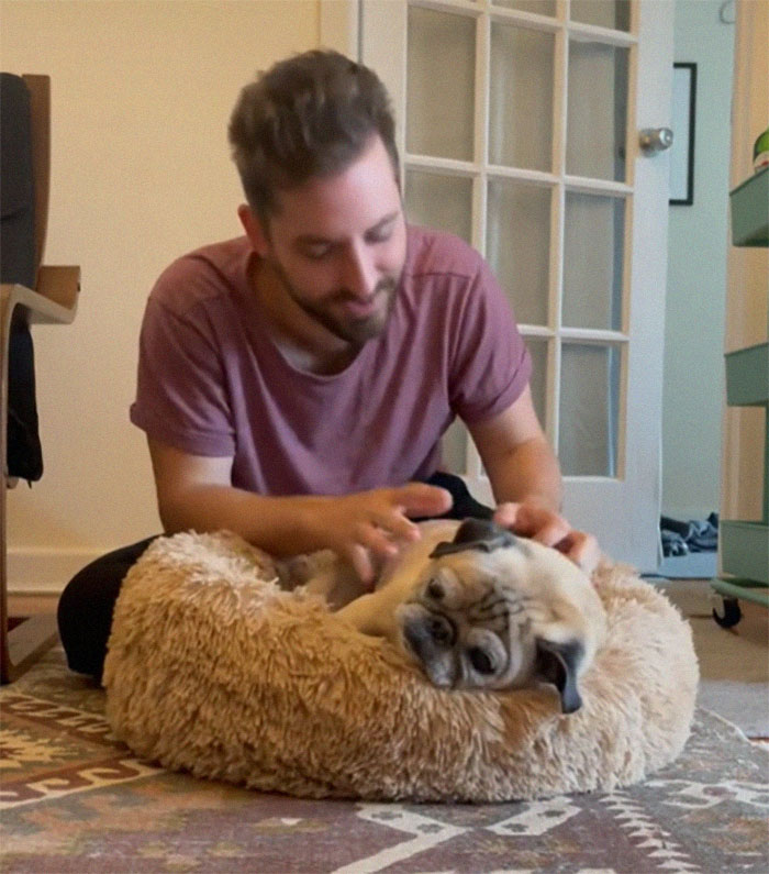 TikTok Video Of A Pug Being Way Too Lazy Goes Viral