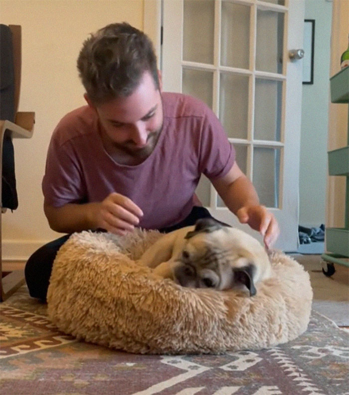 TikTok Video Of A Pug Being Way Too Lazy Goes Viral