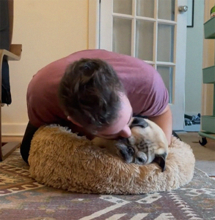 TikTok Video Of A Pug Being Way Too Lazy Goes Viral