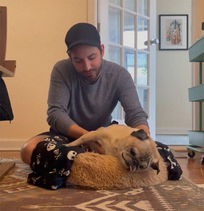 TikTok Video Of A Pug Being Way Too Lazy Goes Viral