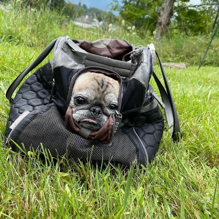 TikTok Video Of A Pug Being Way Too Lazy Goes Viral