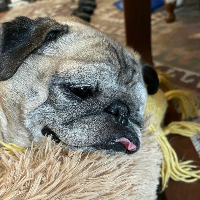 TikTok Video Of A Pug Being Way Too Lazy Goes Viral