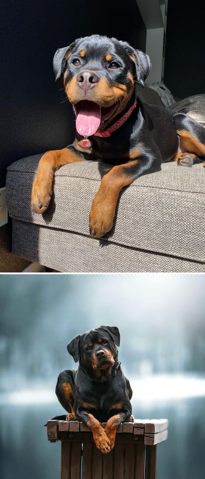 30 Of The Smartest Dog Breeds As Proved By Science 30 Of The Smartest Dog Breeds As Proved By Science