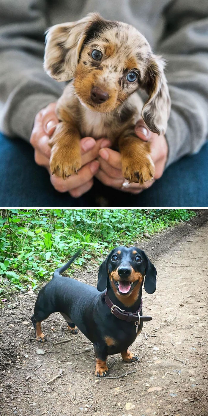 30 Of The Smartest Dog Breeds As Proved By Science 30 Of The Smartest Dog Breeds As Proved By Science