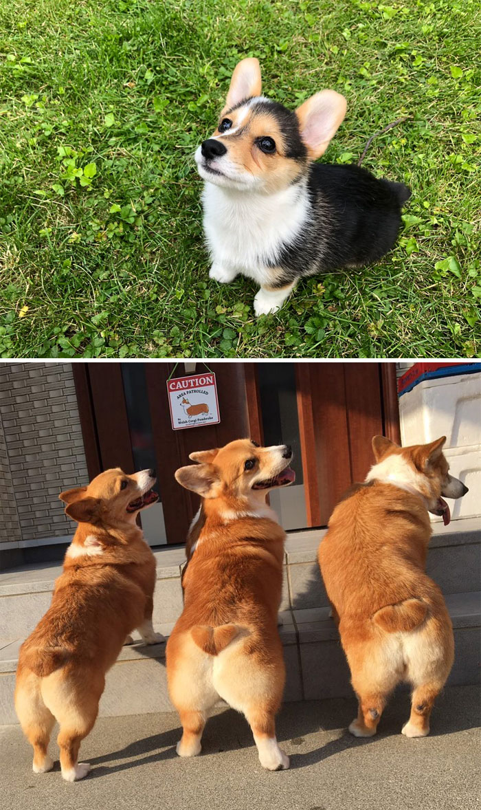 30 Of The Smartest Dog Breeds As Proved By Science 30 Of The Smartest Dog Breeds As Proved By Science