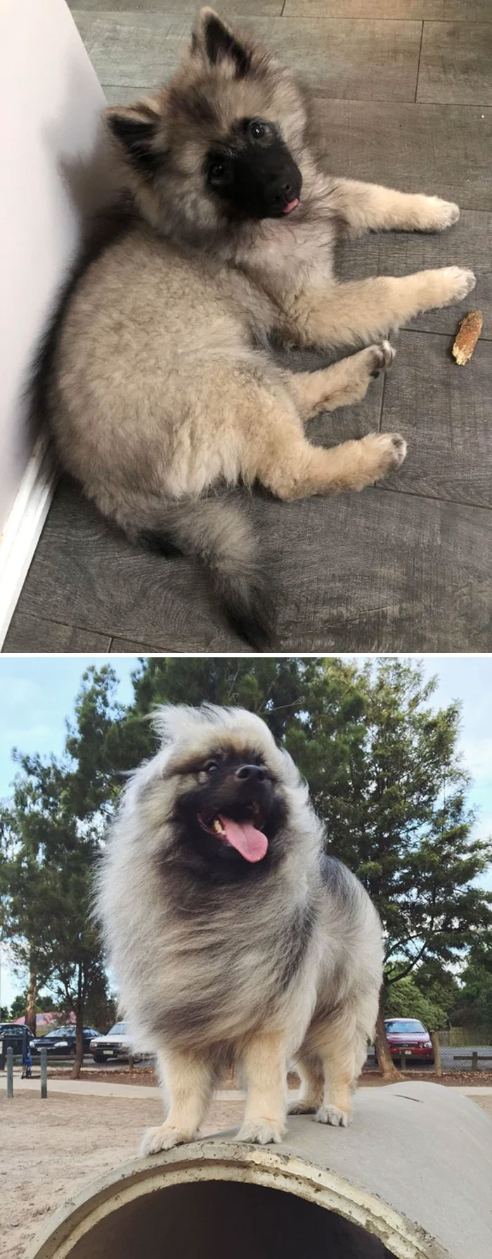 30 Of The Smartest Dog Breeds As Proved By Science 30 Of The Smartest Dog Breeds As Proved By Science