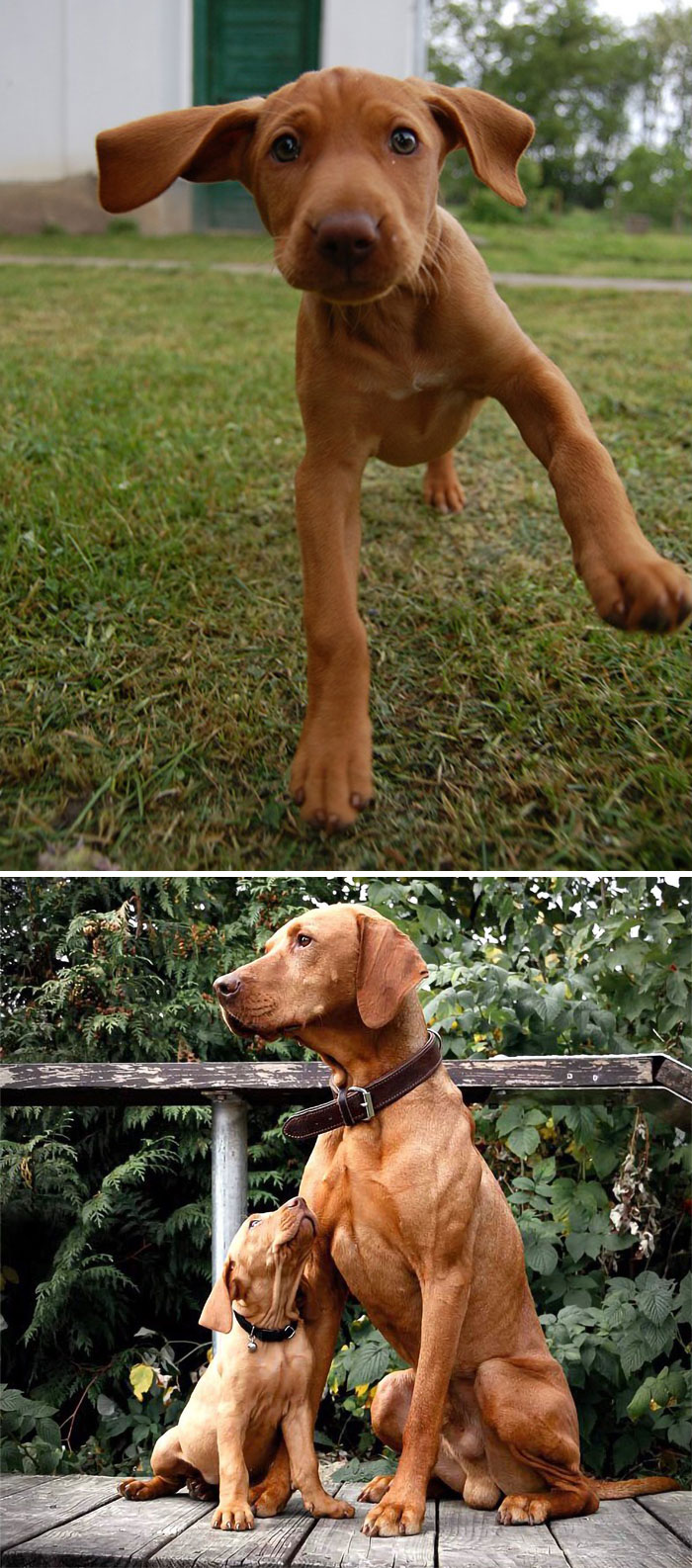 30 Of The Smartest Dog Breeds As Proved By Science 30 Of The Smartest Dog Breeds As Proved By Science