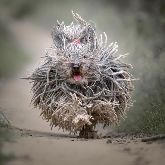 30 Of The Smartest Dog Breeds As Proved By Science 30 Of The Smartest Dog Breeds As Proved By Science