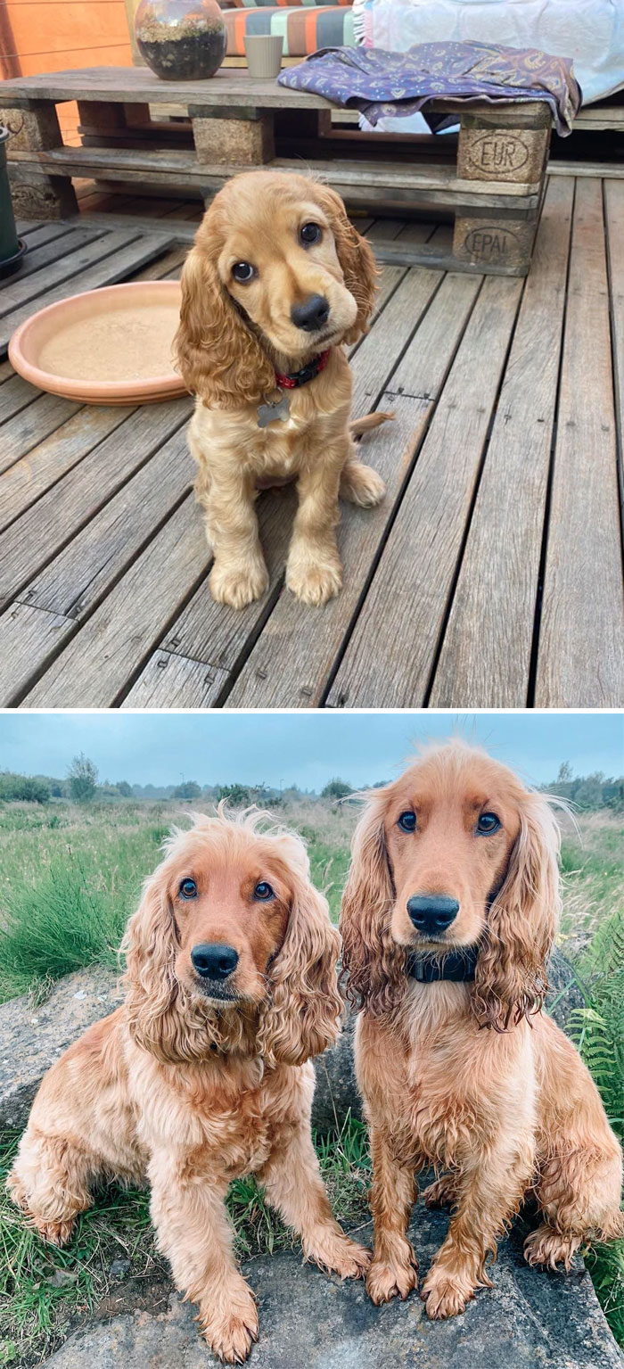 30 Of The Smartest Dog Breeds As Proved By Science 30 Of The Smartest Dog Breeds As Proved By Science