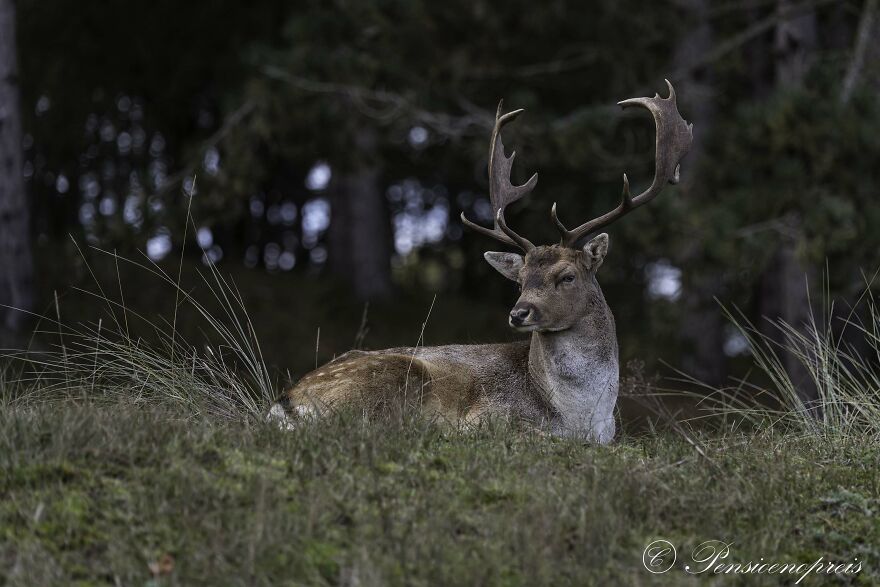 My 16 Photos Of Wildlife Deer In The Netherlands My 16 Photos Of Wildlife Deer In The Netherlands
