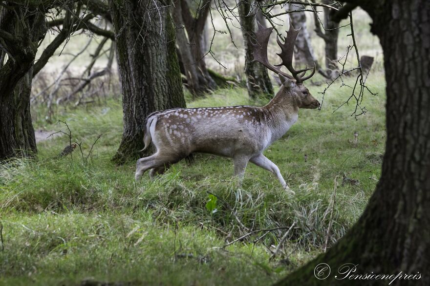 My 16 Photos Of Wildlife Deer In The Netherlands My 16 Photos Of Wildlife Deer In The Netherlands