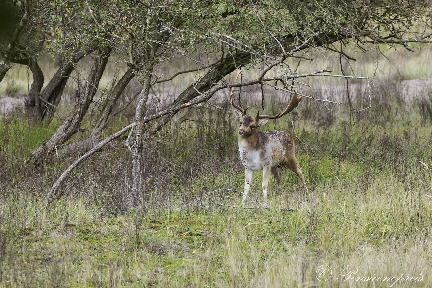 My 16 Photos Of Wildlife Deer In The Netherlands My 16 Photos Of Wildlife Deer In The Netherlands