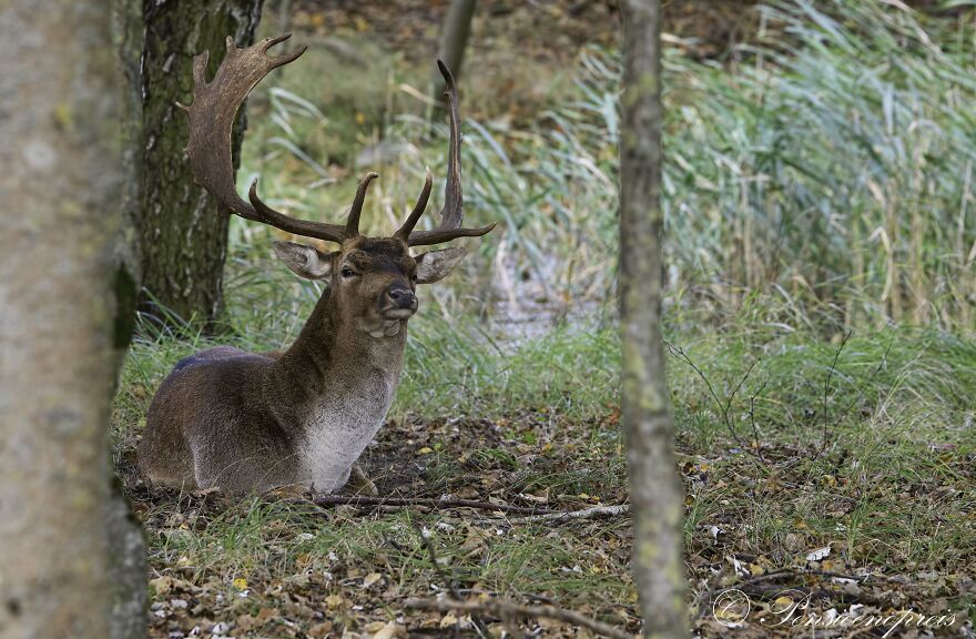My 16 Photos Of Wildlife Deer In The Netherlands My 16 Photos Of Wildlife Deer In The Netherlands