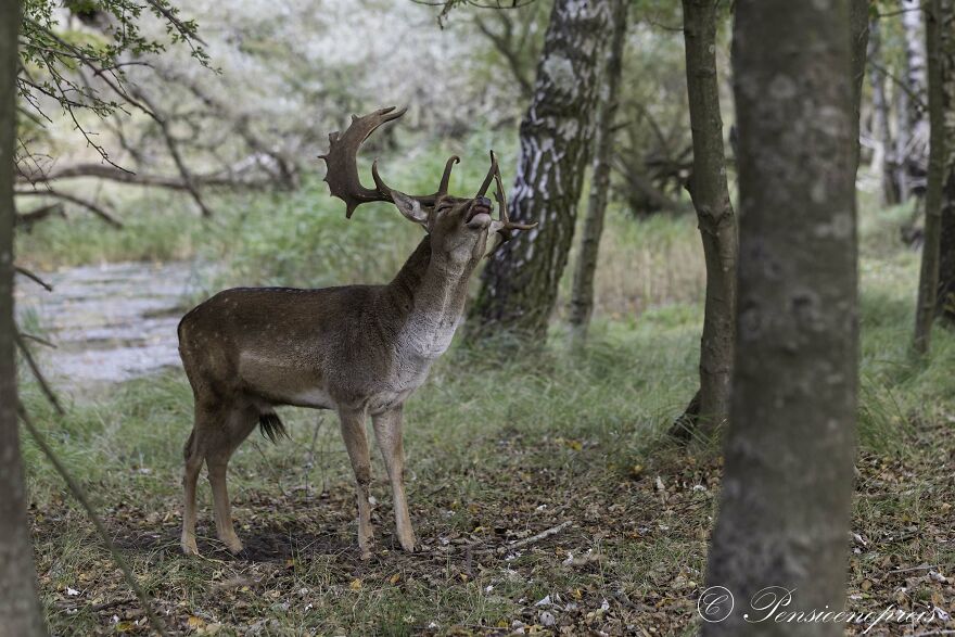 My 16 Photos Of Wildlife Deer In The Netherlands My 16 Photos Of Wildlife Deer In The Netherlands