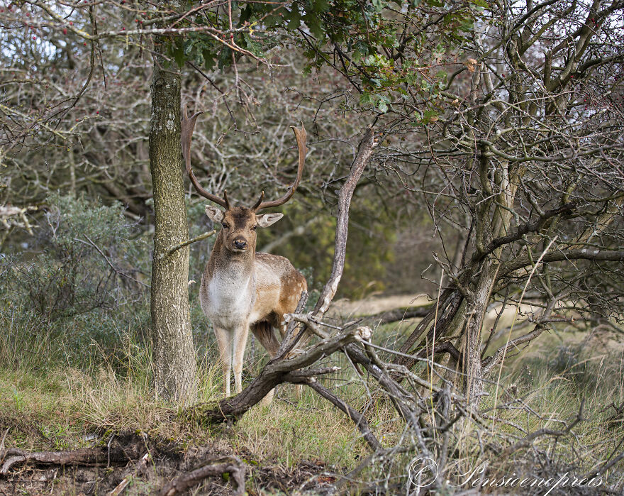 My 16 Photos Of Wildlife Deer In The Netherlands My 16 Photos Of Wildlife Deer In The Netherlands