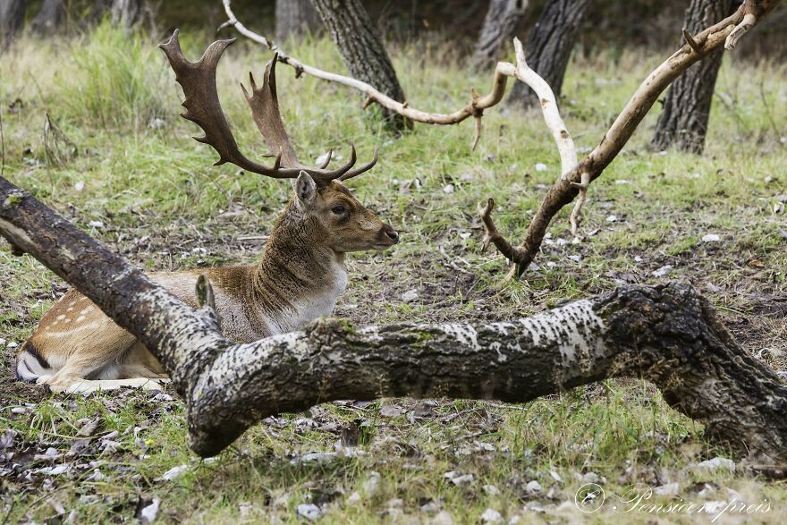 My 16 Photos Of Wildlife Deer In The Netherlands My 16 Photos Of Wildlife Deer In The Netherlands