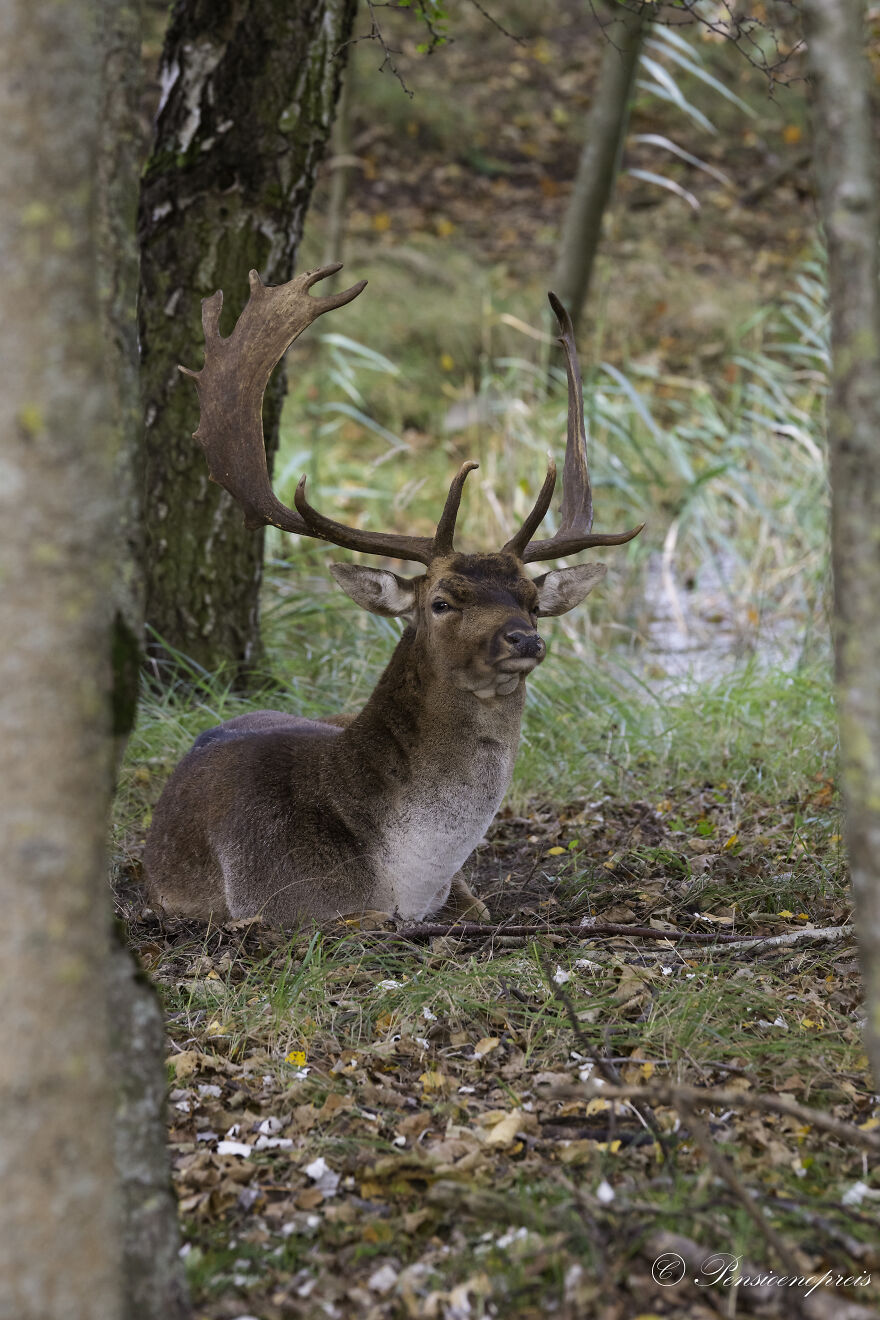 My 16 Photos Of Wildlife Deer In The Netherlands My 16 Photos Of Wildlife Deer In The Netherlands