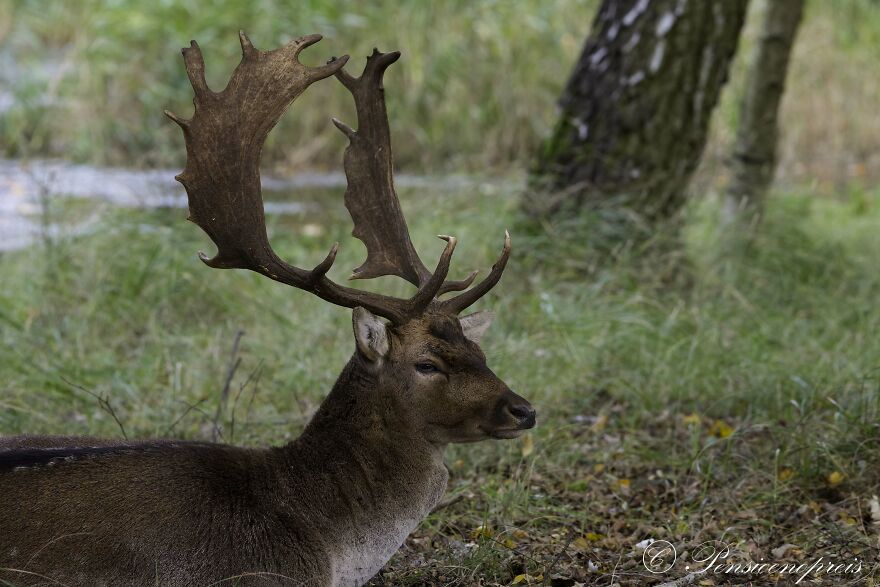 My 16 Photos Of Wildlife Deer In The Netherlands My 16 Photos Of Wildlife Deer In The Netherlands
