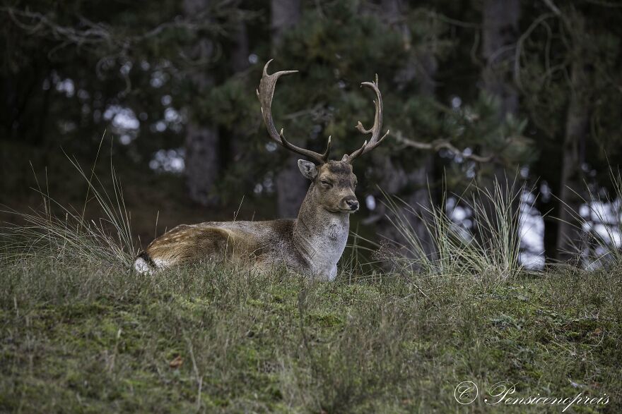 My 16 Photos Of Wildlife Deer In The Netherlands My 16 Photos Of Wildlife Deer In The Netherlands