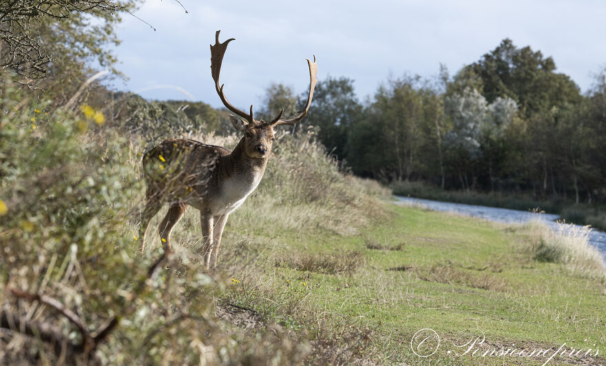 My 16 Photos Of Wildlife Deer In The Netherlands My 16 Photos Of Wildlife Deer In The Netherlands