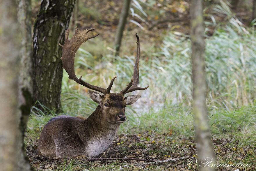 My 16 Photos Of Wildlife Deer In The Netherlands My 16 Photos Of Wildlife Deer In The Netherlands