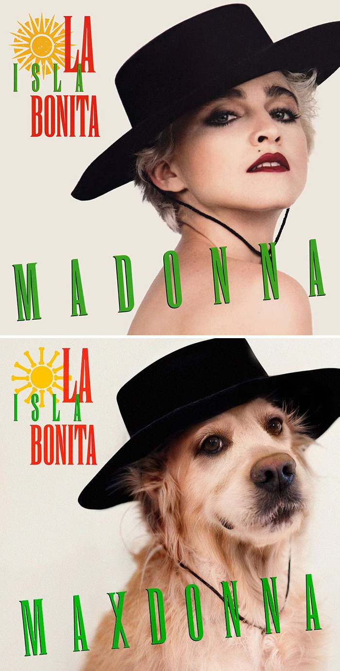 This Dog Recreates Madonna’s Iconic Pics And Some Could Say They’re Even Better Than The Originals (18 Pics)