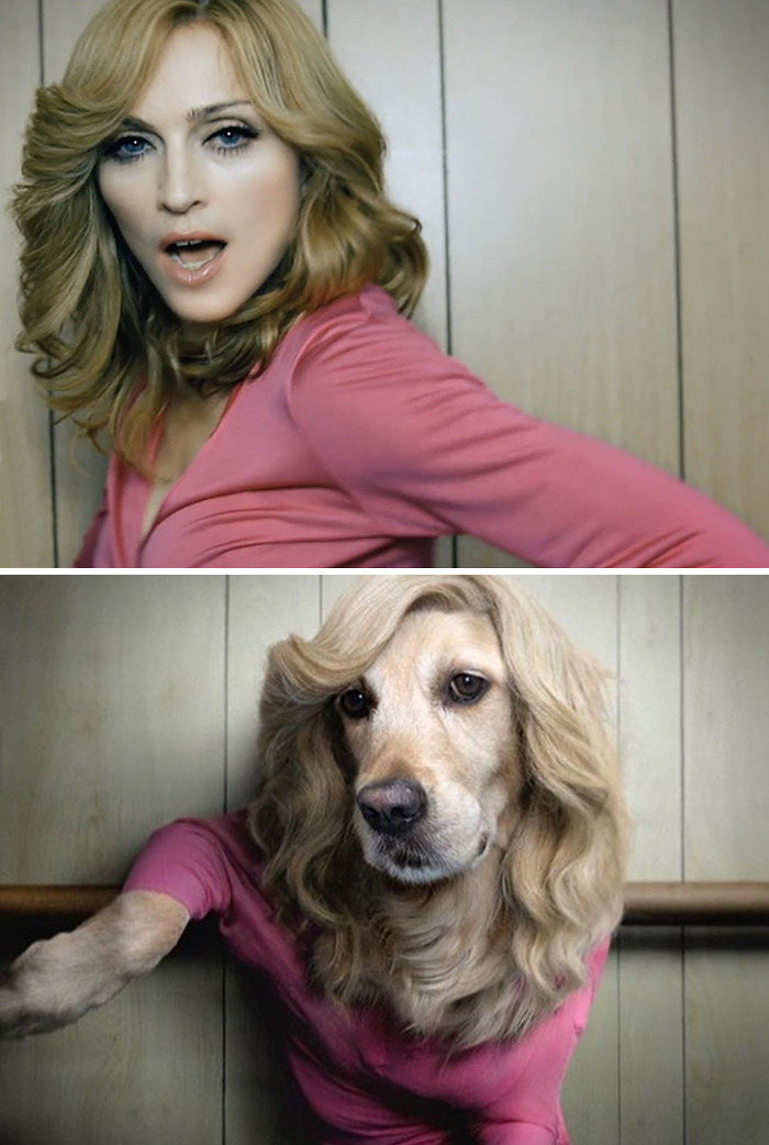 This Dog Recreates Madonna’s Iconic Pics And Some Could Say They’re Even Better Than The Originals (18 Pics)