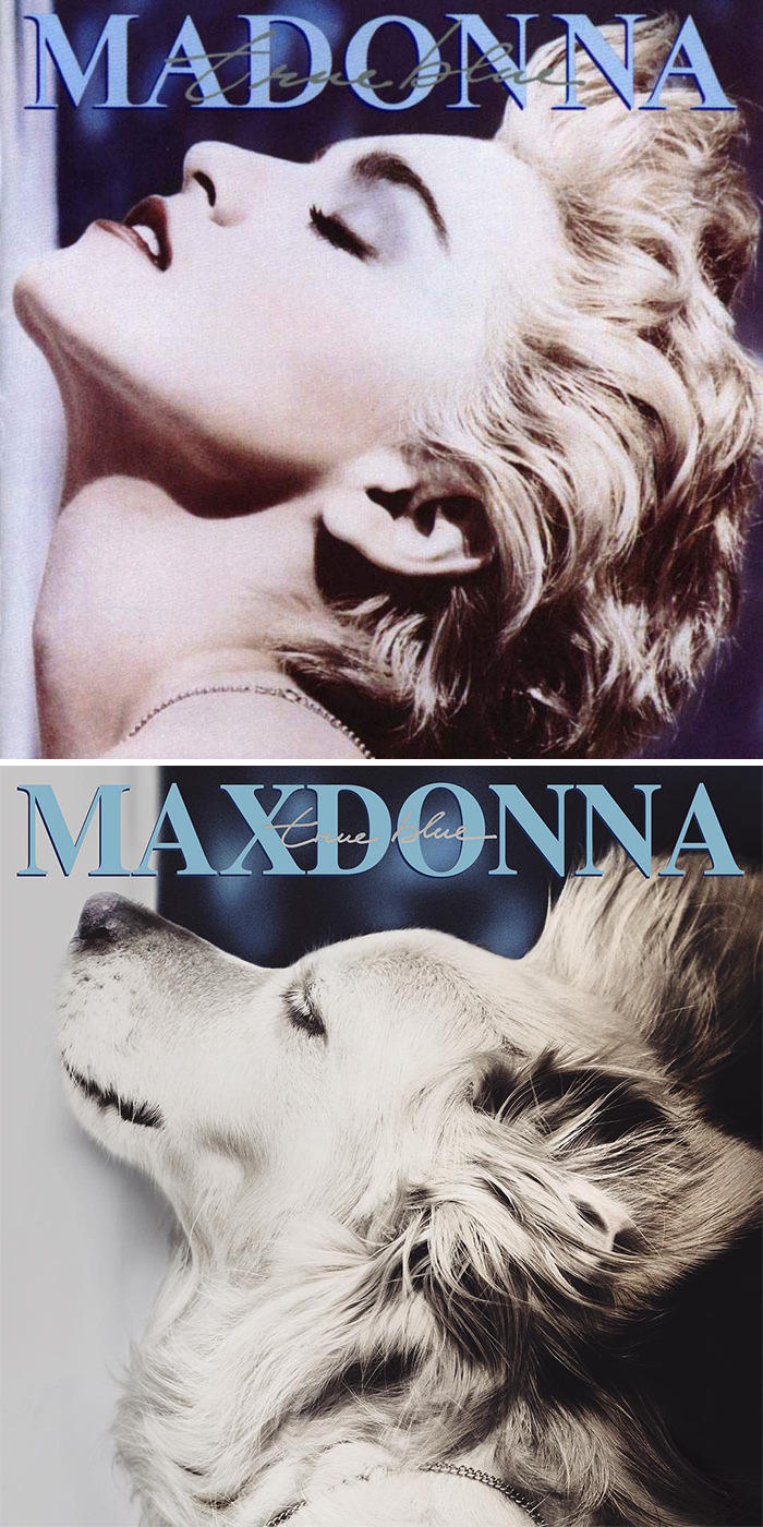This Dog Recreates Madonna’s Iconic Pics And Some Could Say They’re Even Better Than The Originals (18 Pics)