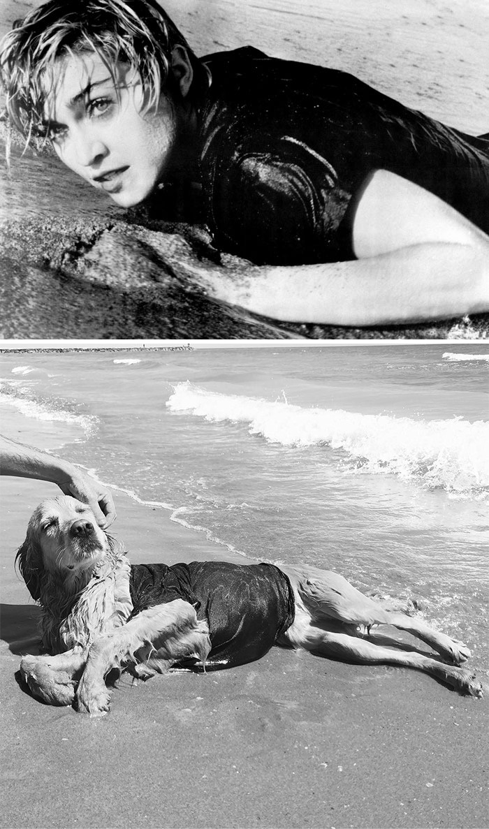 This Dog Recreates Madonna’s Iconic Pics And Some Could Say They’re Even Better Than The Originals (18 Pics)
