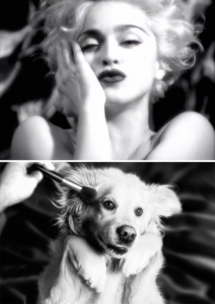 This Dog Recreates Madonna’s Iconic Pics And Some Could Say They’re Even Better Than The Originals (18 Pics)