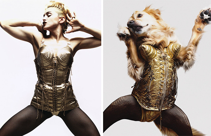 This Dog Recreates Madonna’s Iconic Pics And Some Could Say They’re Even Better Than The Originals (18 Pics)