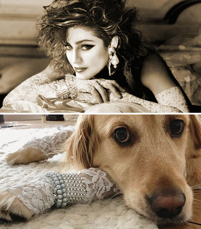 This Dog Recreates Madonna’s Iconic Pics And Some Could Say They’re Even Better Than The Originals (18 Pics)