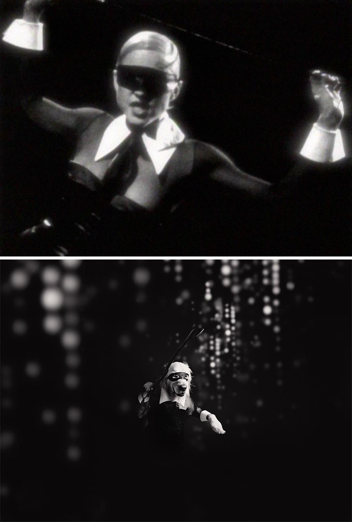 This Dog Recreates Madonna’s Iconic Pics And Some Could Say They’re Even Better Than The Originals (18 Pics)