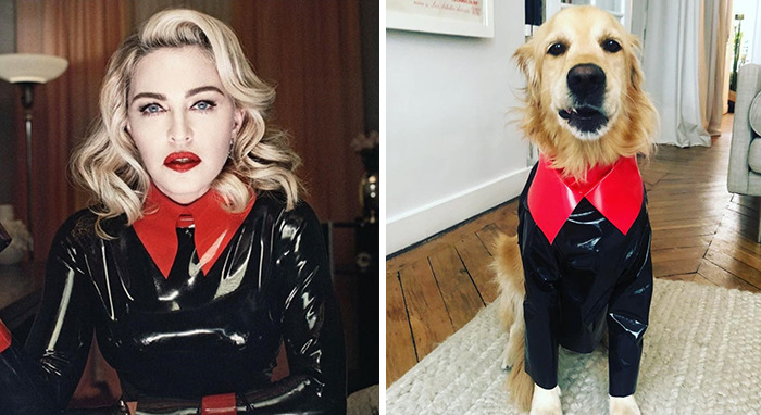 This Dog Recreates Madonna’s Iconic Pics And Some Could Say They’re Even Better Than The Originals (18 Pics)