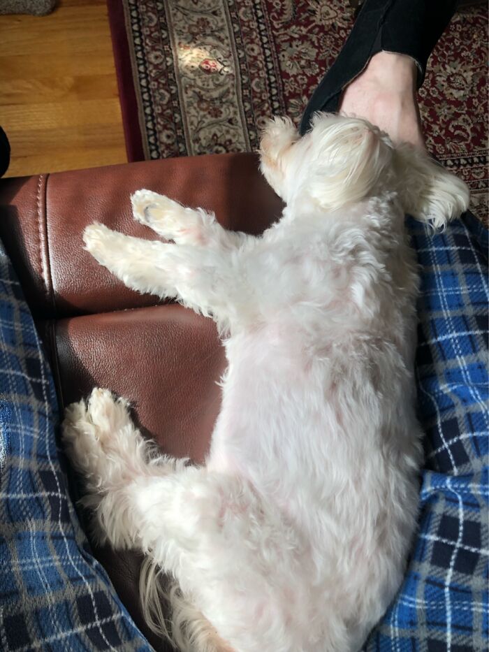 Hey Pandas, What’s Wrong With Your Dog? (Closed) Hey Pandas, What’s Wrong With Your Dog? (Closed)