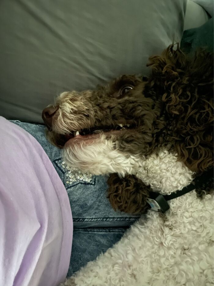 Hey Pandas, What’s Wrong With Your Dog? (Closed) Hey Pandas, What’s Wrong With Your Dog? (Closed)