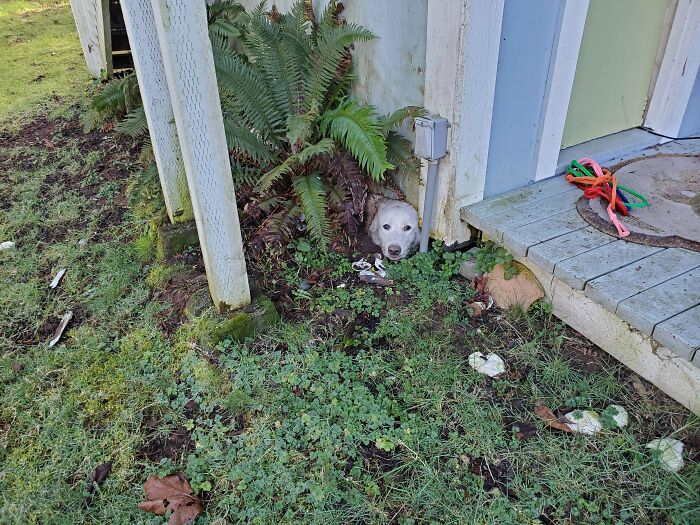 50 Funny Animals Who Got Stuck And Required Human Assistance 50 Funny Animals Who Got Stuck And Required Human Assistance