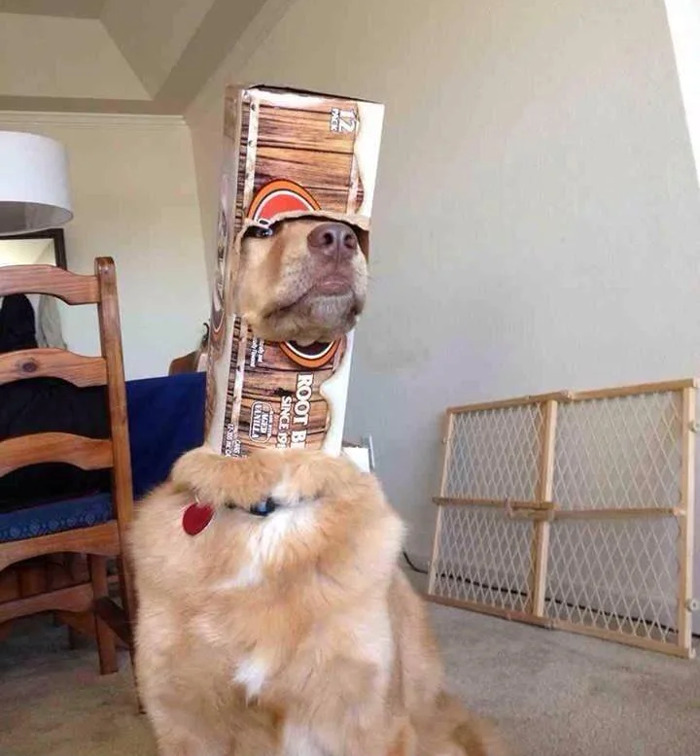 50 Funny Animals Who Got Stuck And Required Human Assistance 50 Funny Animals Who Got Stuck And Required Human Assistance